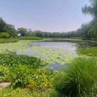 Summer Palace