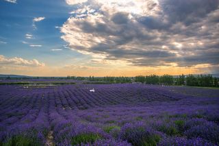 Huocheng Lavender Adventure | Unlock the Ultimate Purple Romance