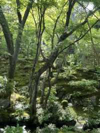 🌿【京都·常寂光寺】— 隱世古寺中的禪意漫遊 🌿