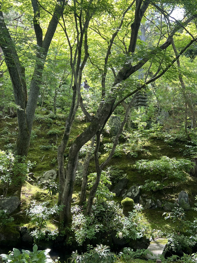 🌿【京都·常寂光寺】— 隱世古寺中的禪意漫遊 🌿