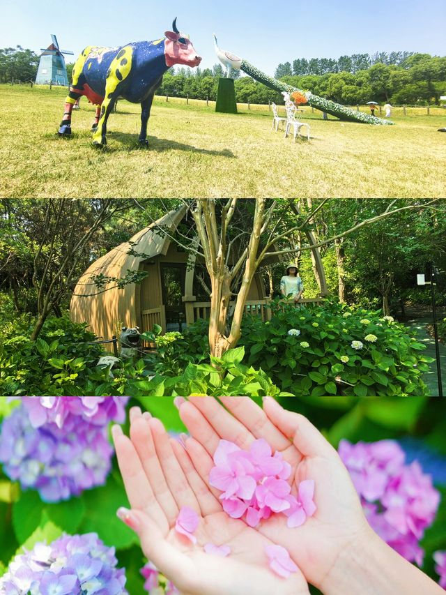 夏日嘅揚州，呢片松林同花海真係令人驚艷