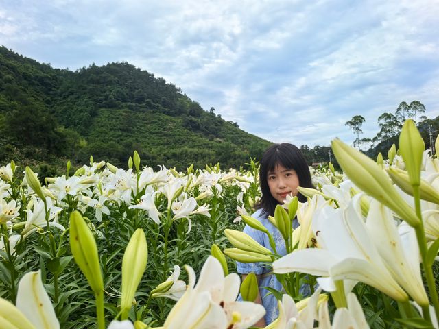 福州百合花田百花盛放中