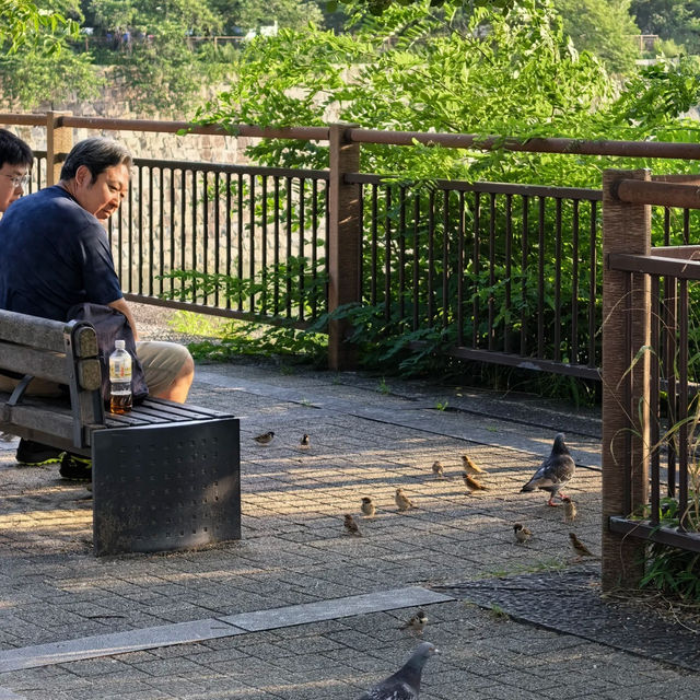 大阪必打卡！穿越時空的大阪城公園一日漫遊攻略✨