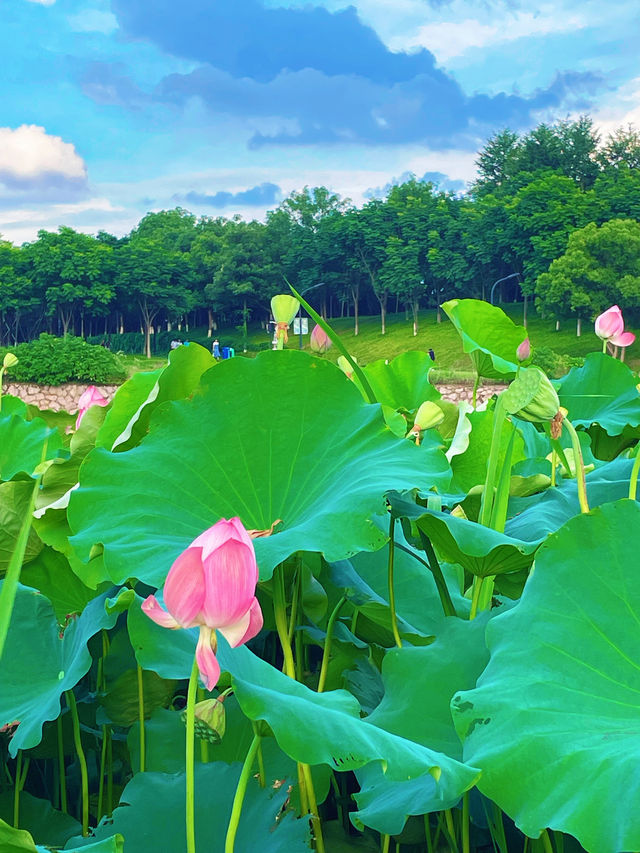 義烏植物園荷花季！美到令人驚嘆！