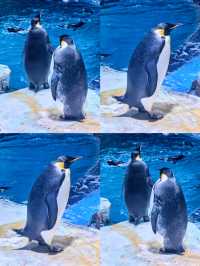 暑期親子遊 | 上海海昌海洋公園保姆級攻略