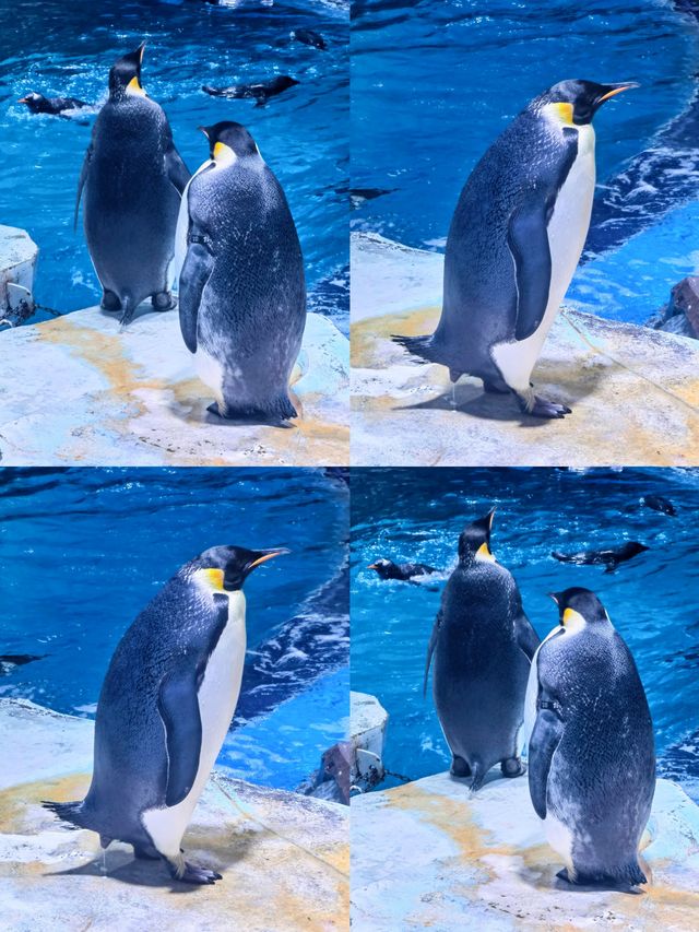 暑期親子遊 | 上海海昌海洋公園保姆級攻略