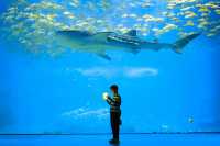 去珠海長隆海洋館穿什麼最出片？跟拍推薦