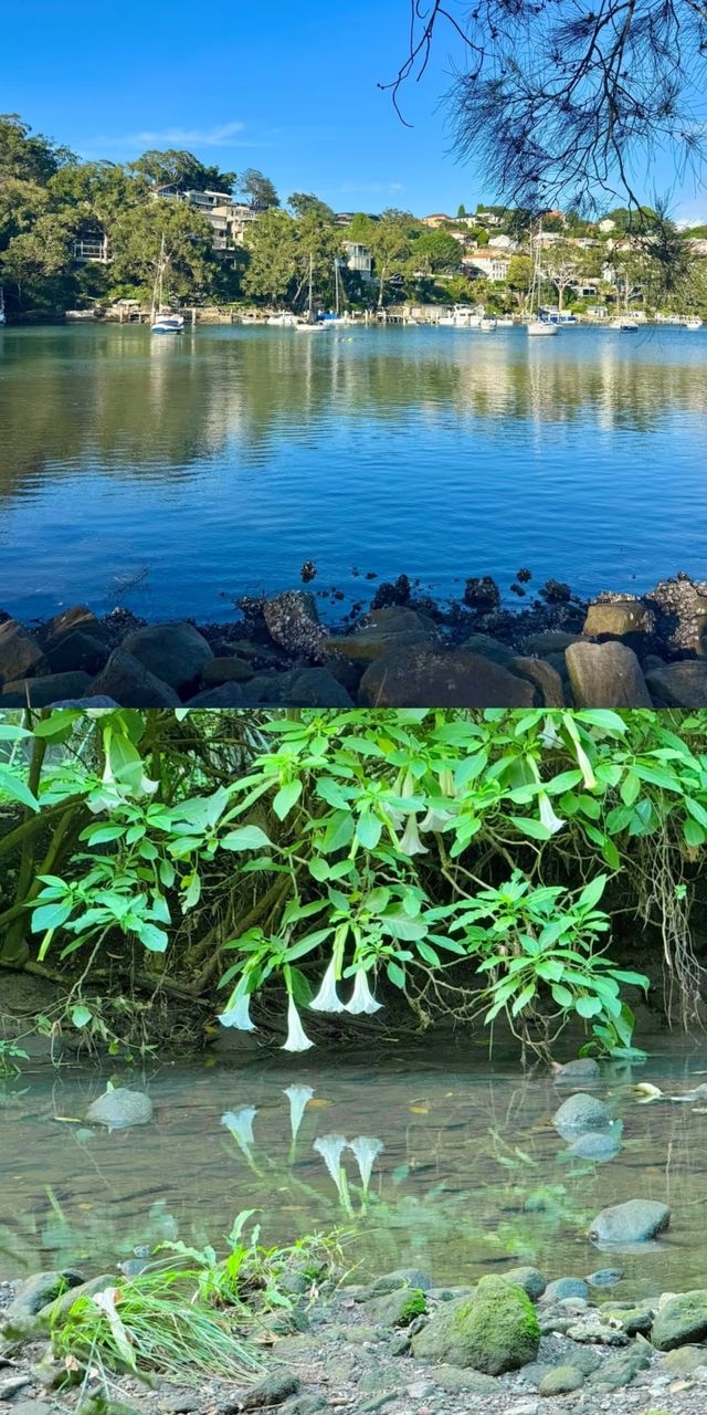 悉尼又多咗條寶藏徒步路線| Flat Rock Creek