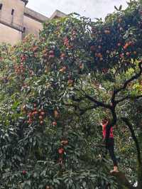 古村、紅荔、老碉樓——瓜嶺村的治癒系漫遊