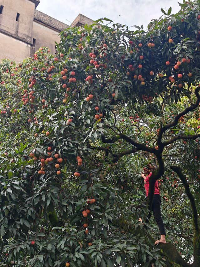 古村、紅荔、老碉樓——瓜嶺村的治癒系漫遊