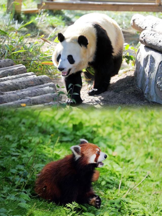 踏青！賞花！秦嶺野生動物園與萌寵們擁抱春天