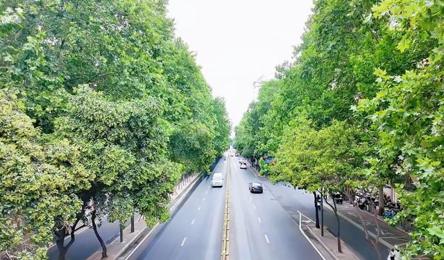 這些林蔭大道，藏着西安最動人的煙火與時光
