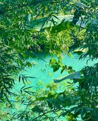在桂林呆膩了我去貴州擠擠