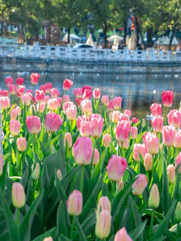 The tulips at Cuihu Lake in Kunming have fully bloomed, creating an absolutely stunning sea of flowers in the Spring City!