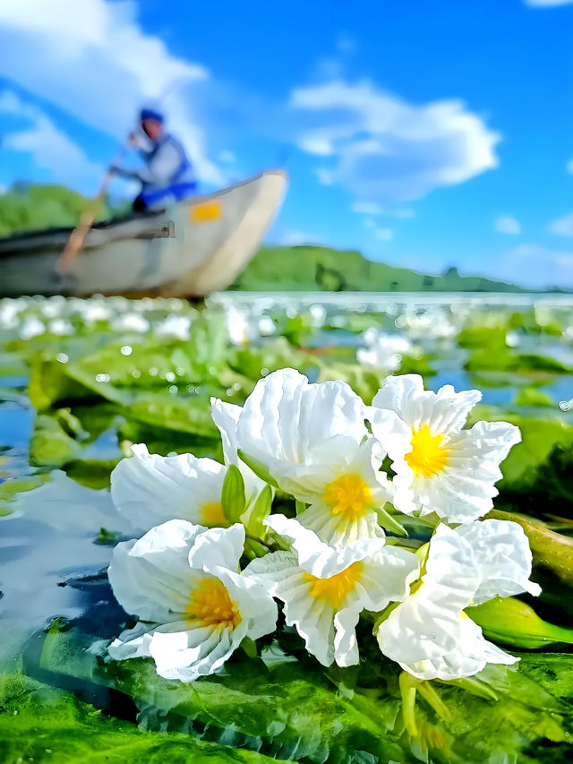 大理洱海屬於海菜花的浪漫