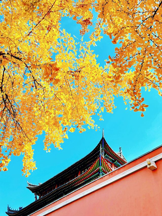 南京賞秋天花板｜附絕美秋景時間表