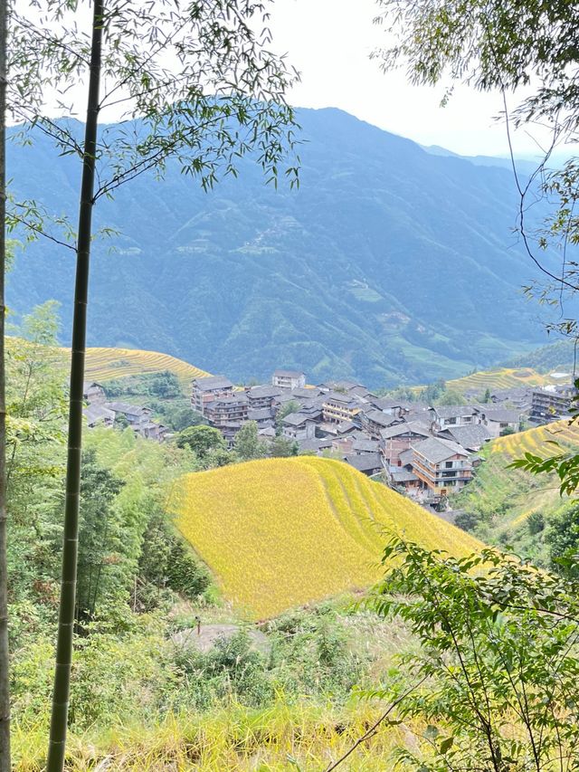 桂林｜龍脊梯田闖入上帝調色盤！11月限定金黃稻浪攻略