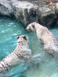 週末動物園逛吃指南 | 國寶熊貓VS火烈鳥超模,萌翻全場的動物大