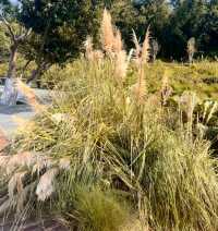 好像走進了莫奈的花園深圳恩上公園！