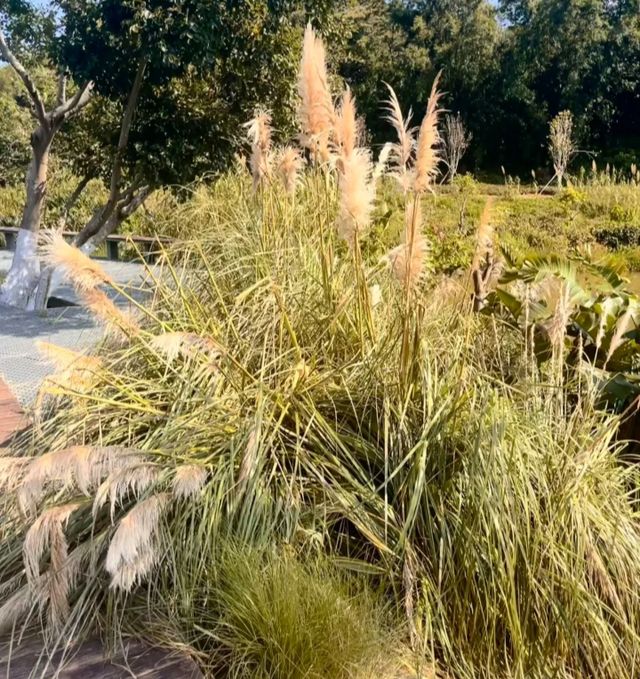 好像走進了莫奈的花園深圳恩上公園！