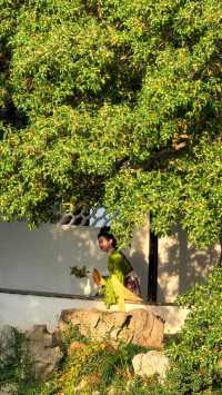 蘇州的秋天|在怡園的桂花香裡,撞見江南最溫柔的時刻