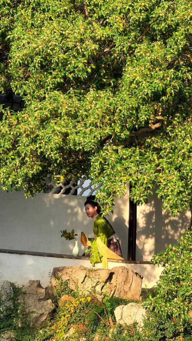 蘇州的秋天|在怡園的桂花香裡,撞見江南最溫柔的時刻 蘇州的秋天|在怡園的桂花香裡,撞見江南最溫柔的時刻