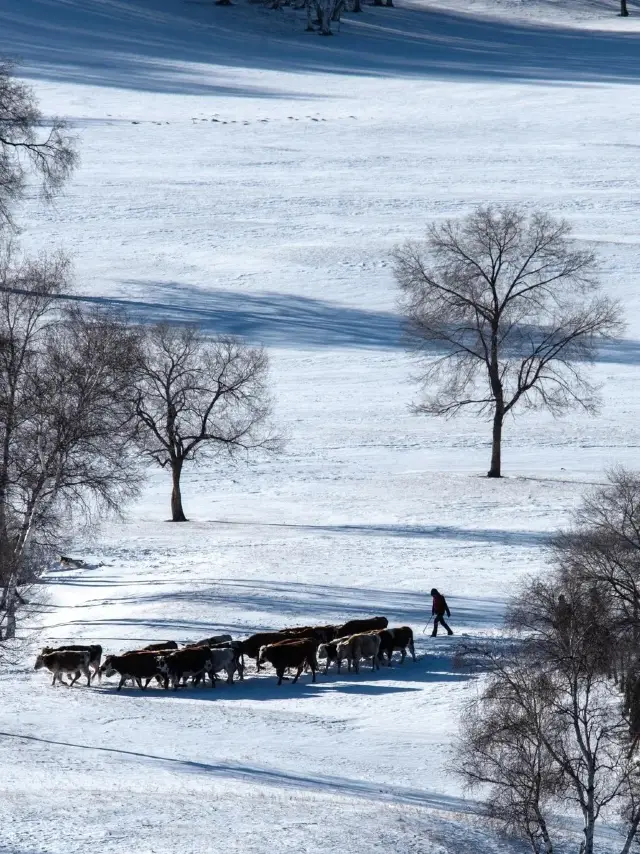 The Most Beautiful Snow Scenery Around Beijing: Wulanbutong in Winter is Truly a Wonderland