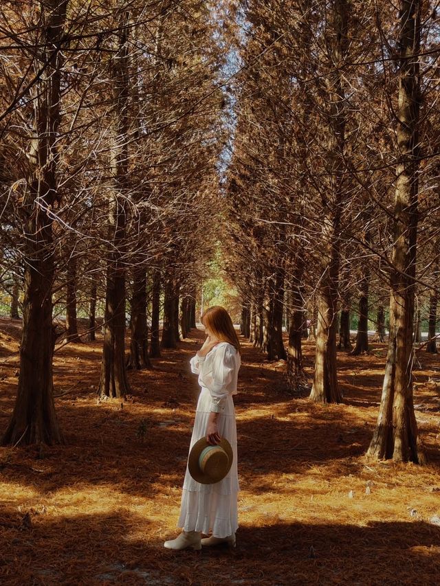 絕美!包場整個落羽松林的韓劇級浪漫 絕美!包場整個落羽松林的韓劇級浪漫