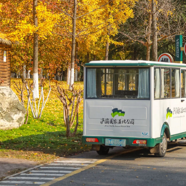 🍂 시안 가을의 숨은 보석, 짐바국립습지공원
