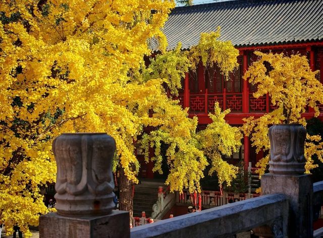 銀杏古剎最佳拍攝季