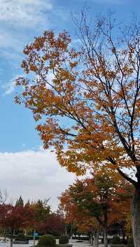 銀杏菊韻寶藏拍攝地