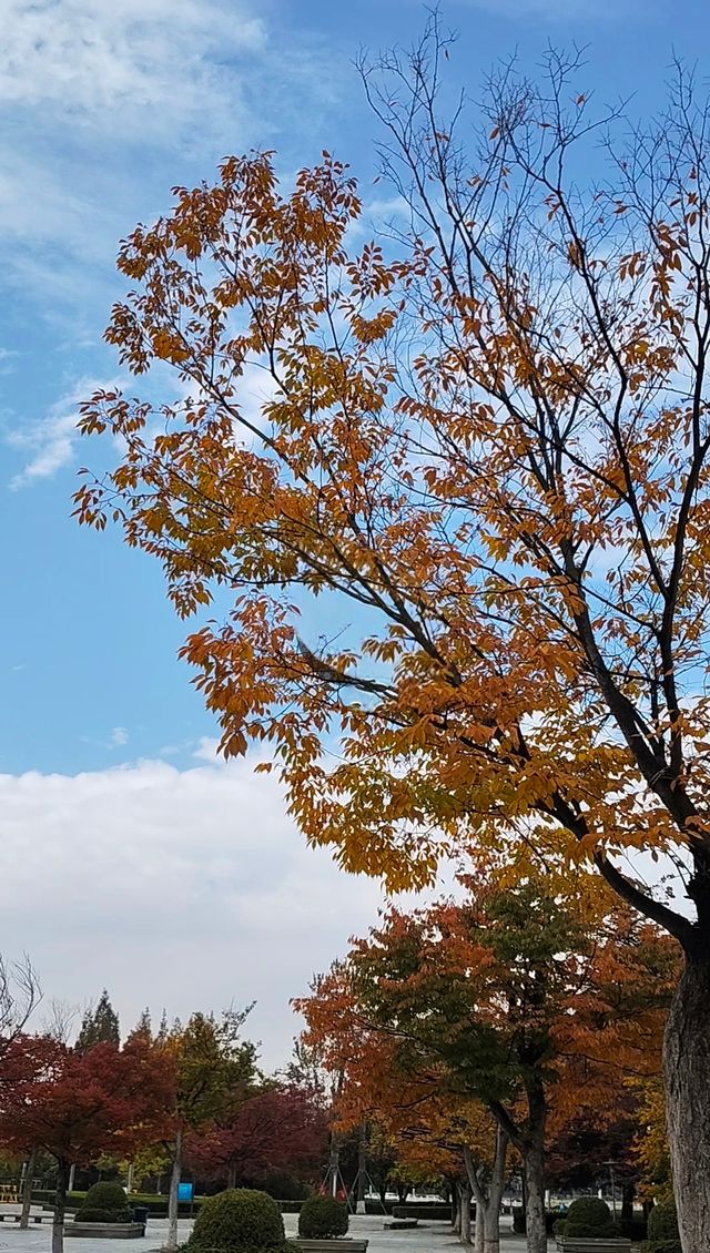 銀杏菊韻寶藏拍攝地 銀杏菊韻寶藏拍攝地