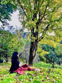 🍂 A Quiet Afternoon at Ziwei Mountain Villa