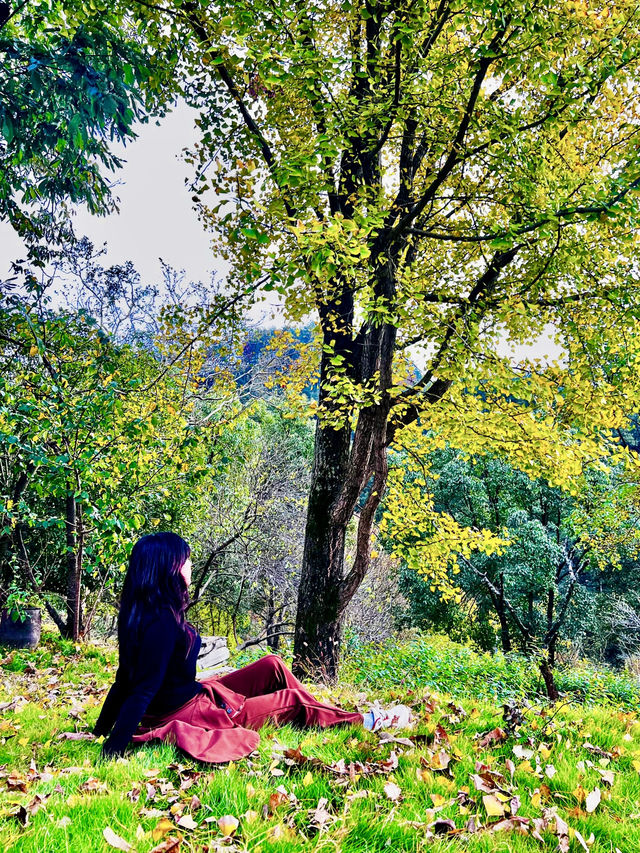 🍂 A Quiet Afternoon at Ziwei Mountain Villa 🍂 A Quiet Afternoon at Ziwei Mountain Villa