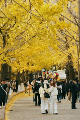 칭다오|팔대관 거용관로 은행나무 명소 완벽 가이드