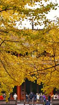 成都 1h，8 元的秋日崇州罨畫池，人間值得