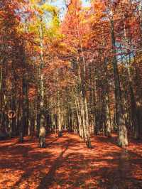 休寧朱村落羽杉｜闖入現實版油畫秋色世界