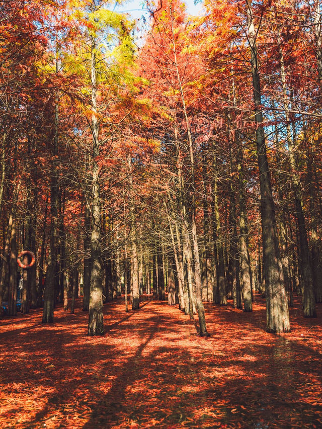 休寧朱村落羽杉｜闖入現實版油畫秋色世界
