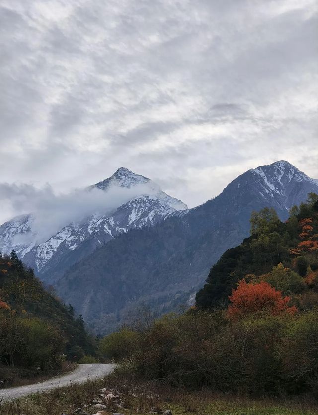 平武沙棘溝彩林形成了,付攻略! 平武沙棘溝彩林形成了,付攻略!