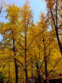 西安必打卡大雁塔這麼玩才不虧！