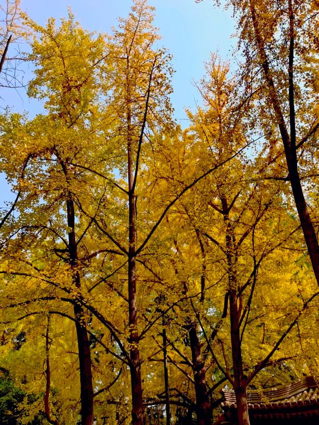 西安必打卡大雁塔這麼玩才不虧！