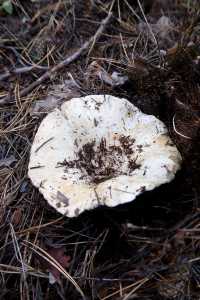 秒變採蘑菇的小伙子