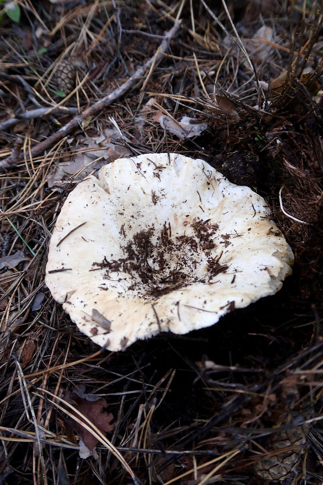 秒變採蘑菇的小伙子