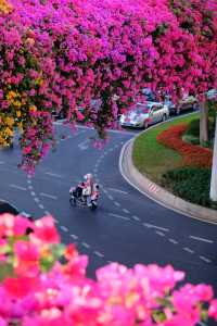 廣州冬日限定|全城最美的粉紅色三角梅花海打卡點