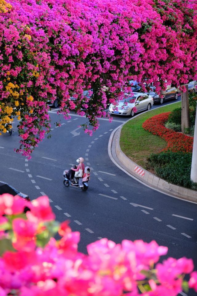 廣州冬日限定|全城最美的粉紅色三角梅花海打卡點 廣州冬日限定|全城最美的粉紅色三角梅花海打卡點