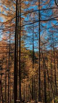 陝西小九寨！黃柏塬2日遊超全攻略