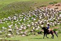 夏日必去甘南草原