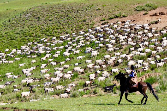夏日必去甘南草原 夏日必去甘南草原