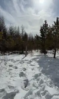 去了沒有雪松的樺皮嶺,想看你們拍的雪松