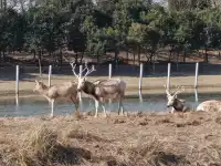 鹽城｜江蘇肯尼亞名不虛傳